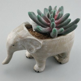 слон суккулентный плантатор керамический животный горшок